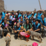 Voluntariado corporativo con propósito: alianza por el bienestar animal